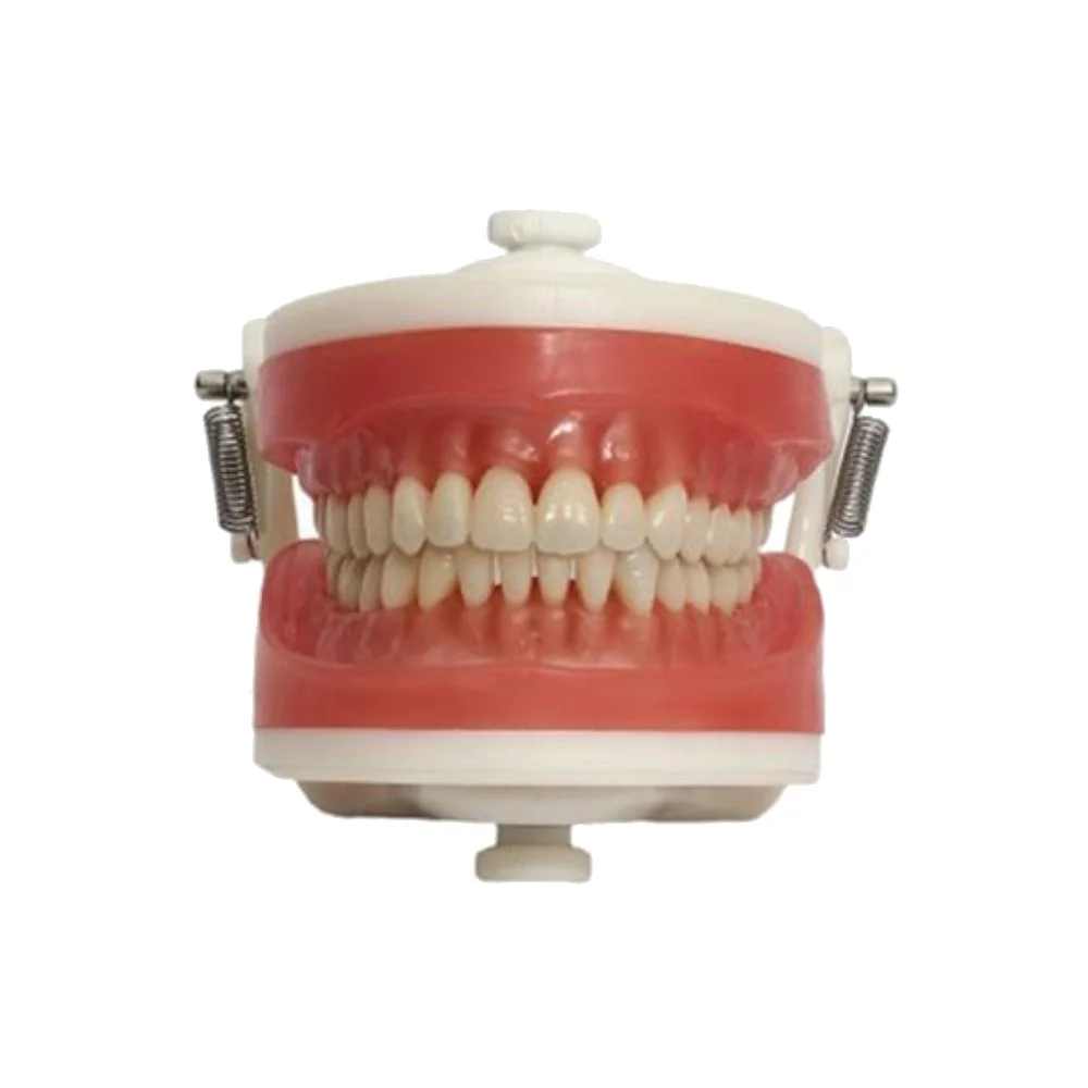 Manequim Dentistica PD100 - Pronew